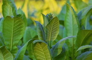 AGRINSIEME: MANOVRA, CON L’AUMENTO DELLE ACCISE SULLE SIGARETTE PESANTI RICADUTE SUL SETTORE DEL TABACCO; SERVE UNA TASSAZIONE EQUA DI TUTTI I PRODOTTI DEI TABACCHI LAVORATI